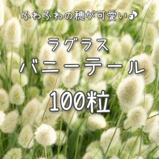 【バニーテールのタネ】100粒 種子 種 ラグラス 花 ドライフラワーにも(その他)