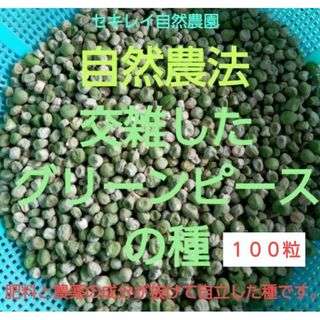 自然農法　交雑したグリーンピースの種１００粒(野菜)