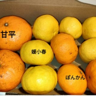 愛媛県産 甘平。ぽんかん。媛小春  食べ比べセット(フルーツ)