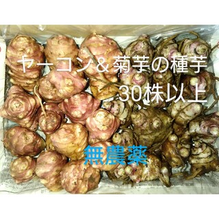 ヤーコン種芋＆紫菊芋種芋(30株以上)  無農薬(野菜)