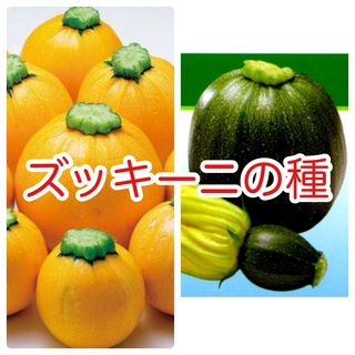 ズッキーニ　種　ブラック・エッグ　ゴールディ　2種セット(野菜)