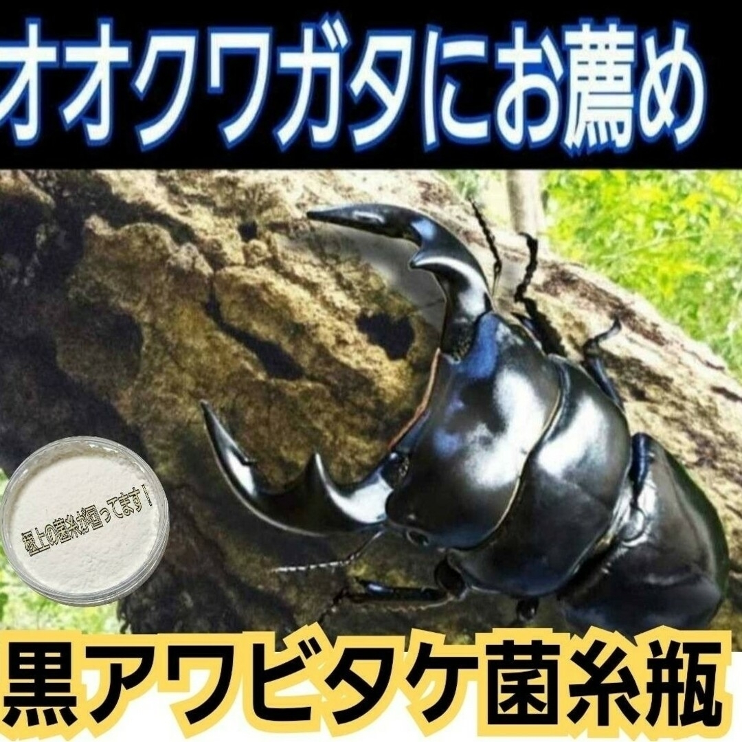 貴重！黒アワビタケ菌糸瓶【4本】特殊アミノ酸強化配合！ニジイロクワガタに抜群！ その他のペット用品(虫類)の商品写真