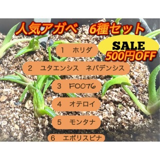 chars_style様売約済み！ Cycas Cupida Blue 種子3粒の通販 by ...