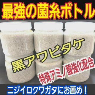 貴重！黒アワビタケ菌糸瓶【5本】特殊アミノ酸強化配合！ニジイロクワガタに抜群！(虫類)