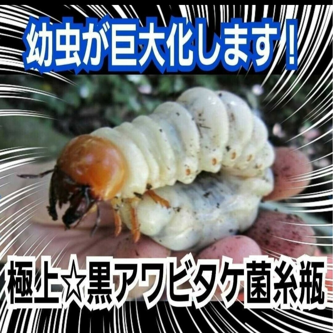 貴重！黒アワビタケ菌糸瓶【7本】特殊アミノ酸強化配合！ニジイロクワガタに抜群！ その他のペット用品(虫類)の商品写真