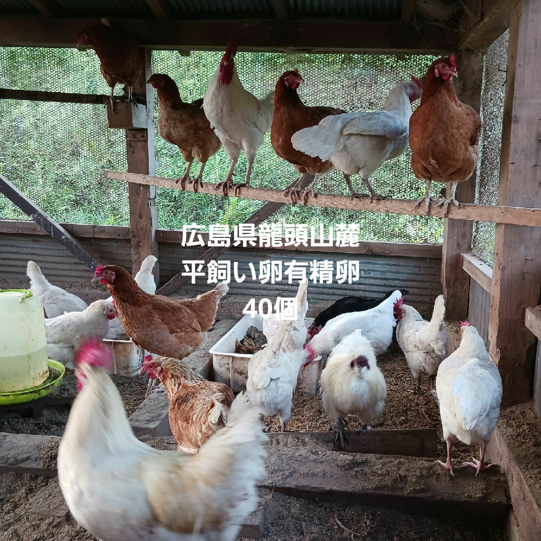 広島県龍頭山麓平飼い卵有精卵40個 食品/飲料/酒の食品(その他)の商品写真