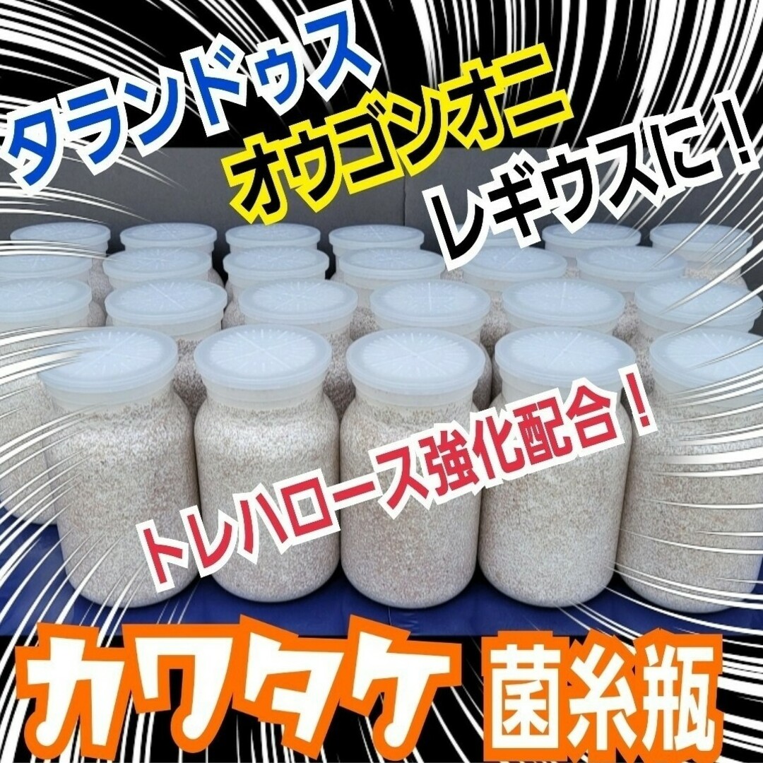 極上！カワラタケ菌糸瓶　1100ml【15本】トレハロース、キトサン強化配合カワラタケ菌容量約