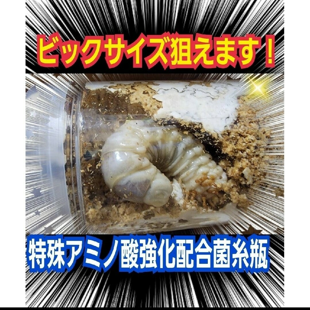 極上!カワラタケ菌糸瓶 特大1500ml 特殊アミノ酸強化配合 極上!カワラタケ菌糸瓶 特大1500ml 特殊アミノ酸強化配合