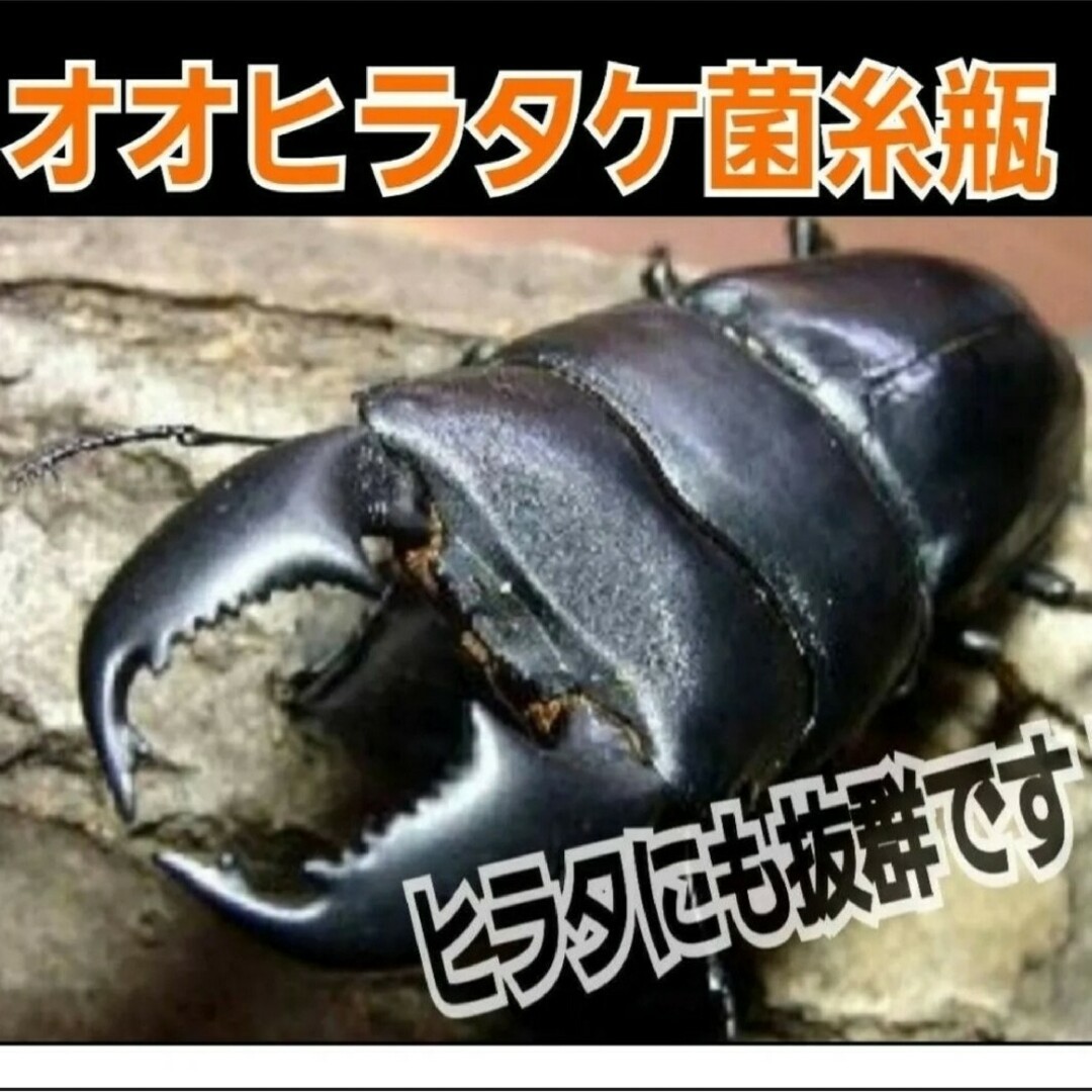 特選！クワガタ用 オオヒラタケ菌糸瓶【8本セット】トレハロース