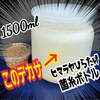 柑橘類の葉 150グラム以上 アゲハチョウの餌 枝付きの通販 by