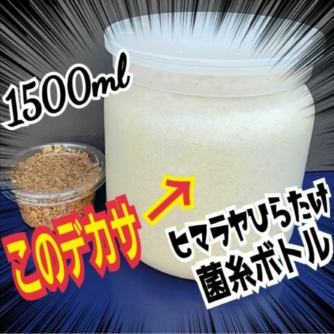 極上!ヒマラヤひらたけ菌糸瓶【10本】トレハロース・キトサン 極上!ヒマラヤひらたけ菌糸瓶【10本】トレハロース・キトサン
