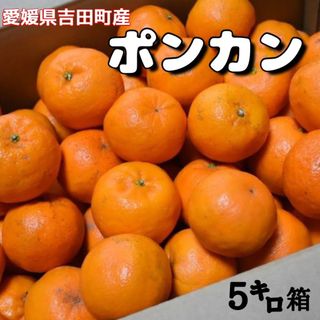 愛媛県産★農家直送★ポンカン 家庭用5キロ(フルーツ)