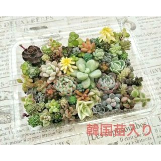 エンジェルティアーズ美班入り　カット苗　1点のみ　多肉植物多肉植物