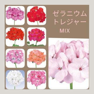 10粒　花期の長い四季咲きゼラニウム✦トレジャーmix✦花の種(その他)