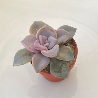 39SALE！多肉植物^o^  パープルデイライト(その他)