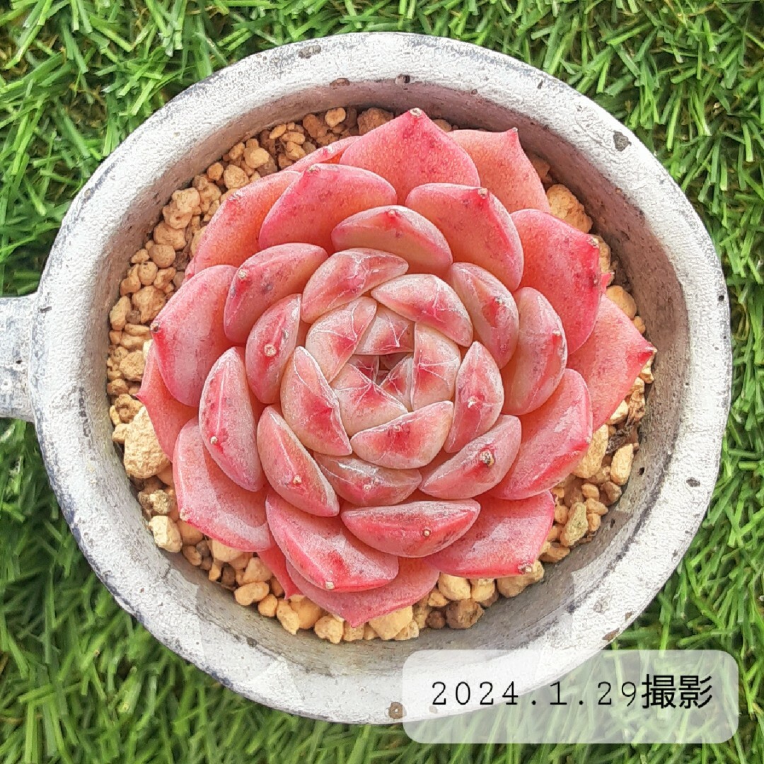 多肉植物 シュガークリスタル カット苗 直径7cmの鉢に置いてい 多肉植物 シュガークリスタル カット苗 直径7cmの鉢に置いてい