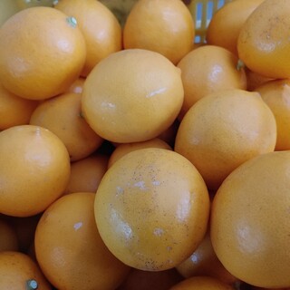 国産 栽培期間中農薬不使用 マイヤーレモン 5kg 訳あり(フルーツ)
