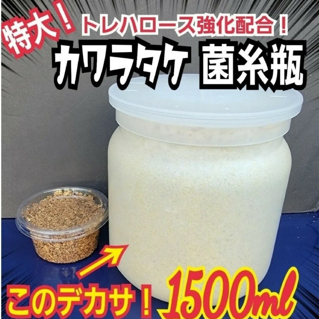 極上!カワラタケ菌糸瓶 タランドゥス・レギウス・オウゴンオニ 極上!カワラタケ菌糸瓶 タランドゥス・レギウス・オウゴンオニ