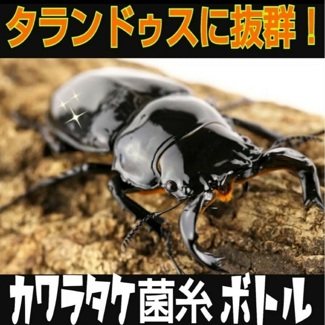 タランドゥス・オウゴンオニ・レギウスが巨大化!極上☆特大 タランドゥス・オウゴンオニ・レギウスが巨大化!極上☆特大