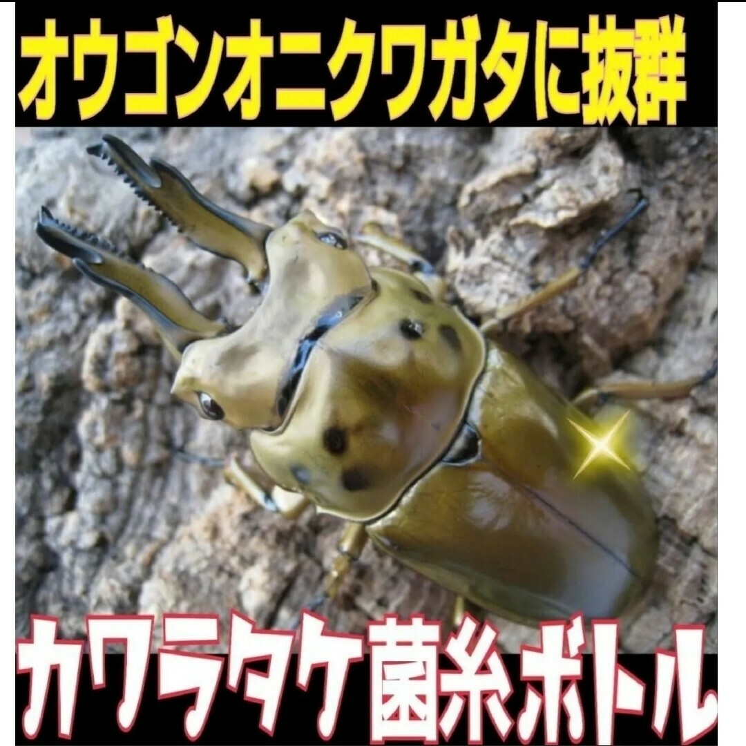 タランドゥス・オウゴンオニ・レギウスが巨大化!極上☆特大 タランドゥス・オウゴンオニ・レギウスが巨大化!極上☆特大