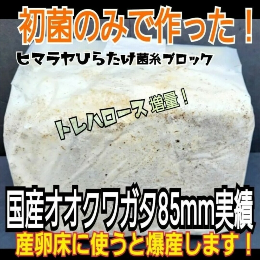 ヒマラヤひらたけ菌糸【6ブロック】トレハロース ヒマラヤひらたけ菌糸【6ブロック】トレハロース