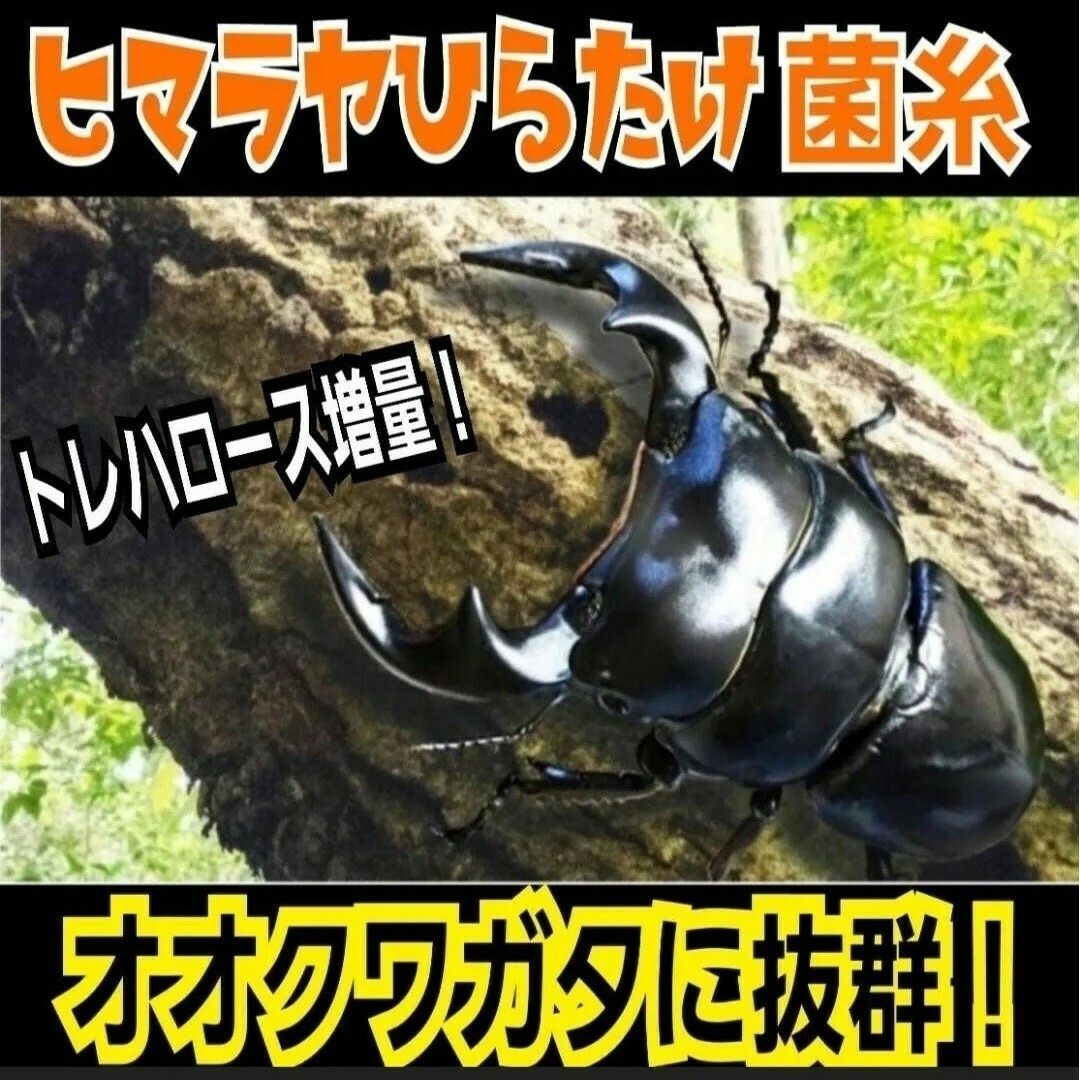ヒマラヤひらたけ菌糸【6ブロック】トレハロース ヒマラヤひらたけ菌糸【6ブロック】トレハロース