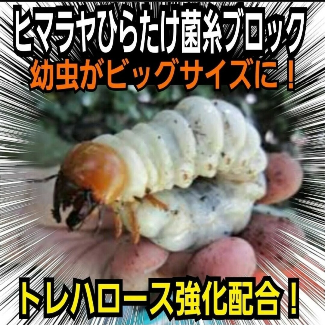 ヒマラヤひらたけ菌糸【6ブロック】トレハロース ヒマラヤひらたけ菌糸【6ブロック】トレハロース