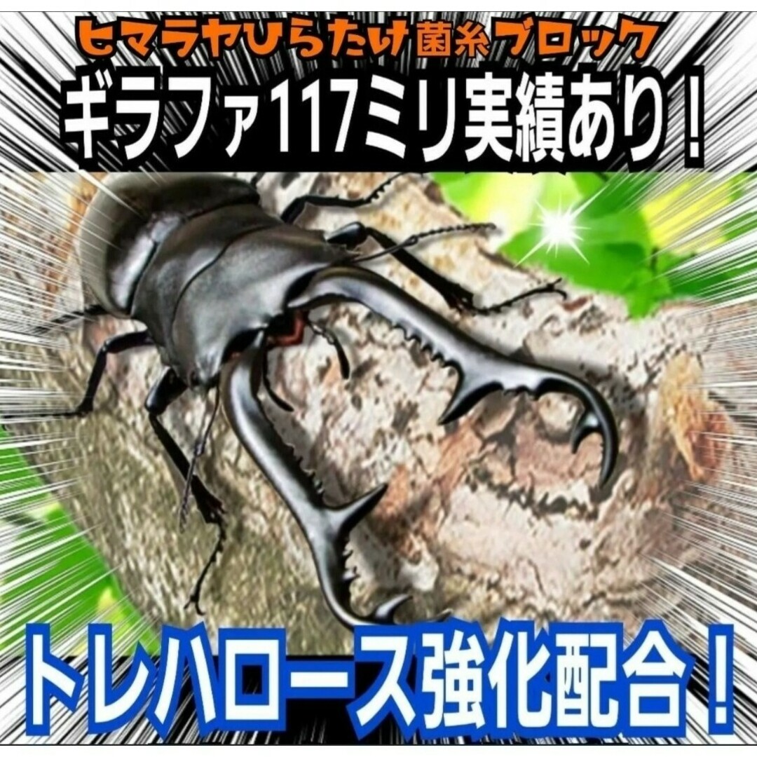 ヒマラヤひらたけ菌糸【6ブロック】トレハロース ヒマラヤひらたけ菌糸【6ブロック】トレハロース