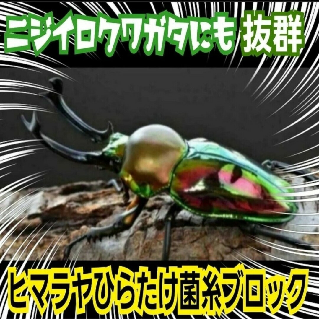 ヒマラヤひらたけ菌糸【6ブロック】トレハロース ヒマラヤひらたけ菌糸【6ブロック】トレハロース