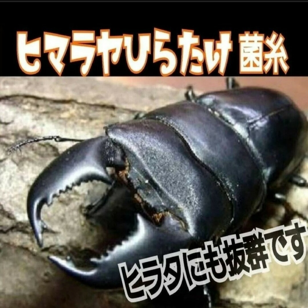 ヒマラヤひらたけ菌糸【6ブロック】トレハロース ヒマラヤひらたけ菌糸【6ブロック】トレハロース