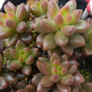 ホワイトストーンクロプ　プリップリ🌵　多肉植物(その他)