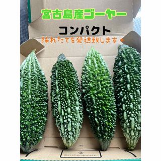 採れたて宮古島産ゴーヤー＊(野菜)