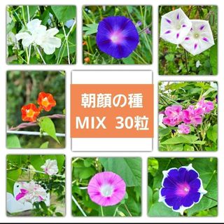 朝顔の種 MIX 30粒！(その他)