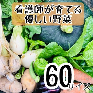 60サイズ　採れたて野菜詰め合わせ　野菜セット(野菜)