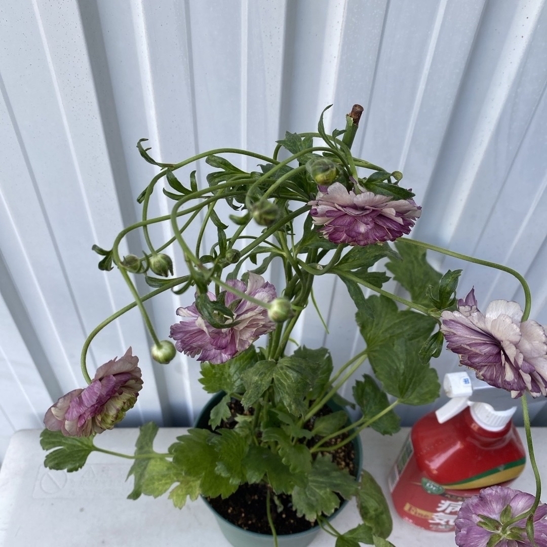ラナンキュラスラックス　アイオリア1鉢 ハンドメイドのフラワー/ガーデン(その他)の商品写真