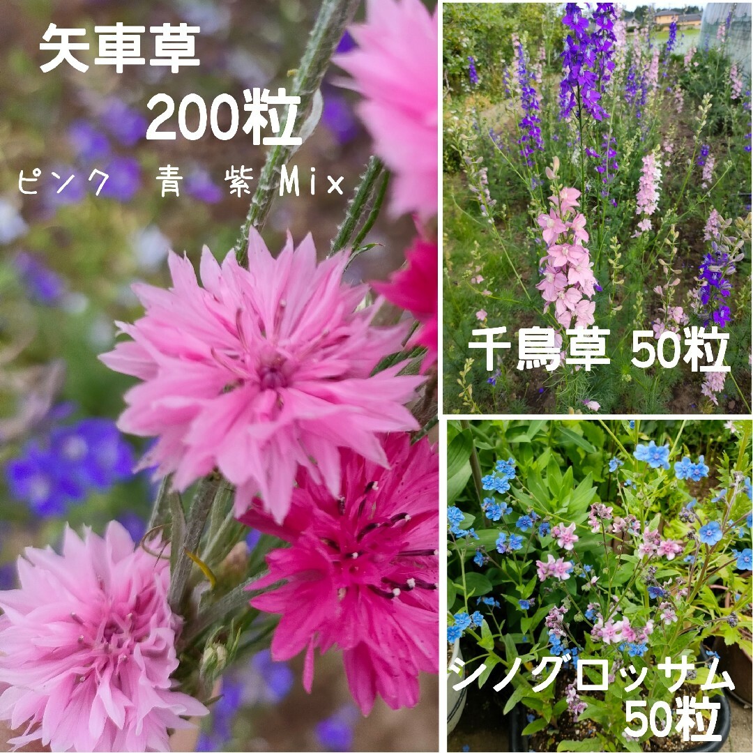 矢車草200粒☆シノグロッサム50粒☆千鳥草50粒☆2023年採取3種類☆無農薬 ハンドメイドのフラワー/ガーデン(プランター)の商品写真