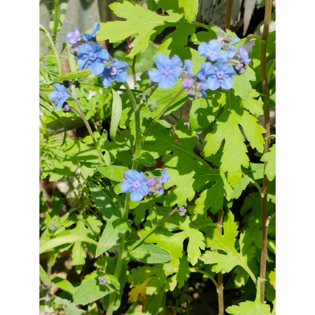 矢車草200粒☆シノグロッサム50粒☆千鳥草50粒☆2023年採取3種類☆無農薬 ハンドメイドのフラワー/ガーデン(プランター)の商品写真