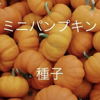 【種子】オレンジ色のおもちゃかぼちゃ　ミニパンプキン5粒(その他)