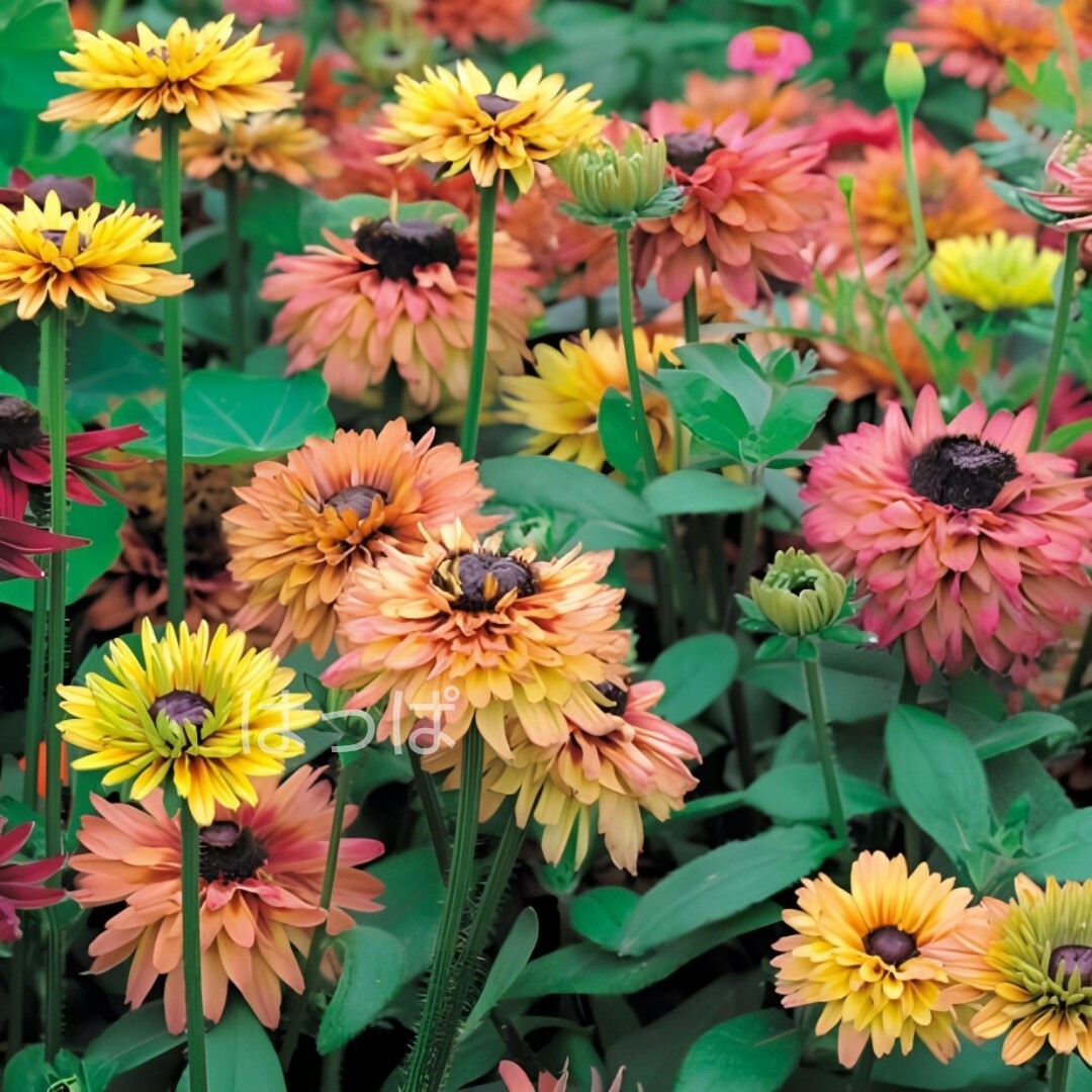 花の種 シックなルドベキア キャラメルmix 約40粒 ハンドメイドのフラワー/ガーデン(その他)の商品写真