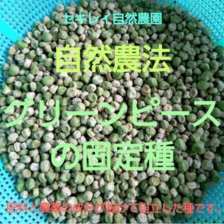 自然農法　グリーンピースの固定種　５０粒(野菜)