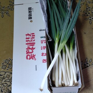 岩津ネギM・MMサイズ2キロ(野菜)