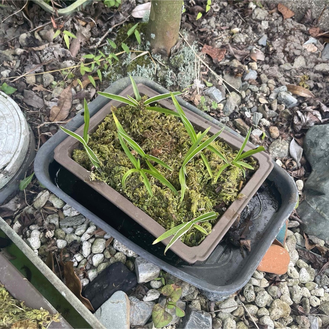天然水苔 ミズゴケ 乾燥水苔 チリ産 Ｓ級 25g×2pcs ハンドメイドのフラワー/ガーデン(その他)の商品写真
