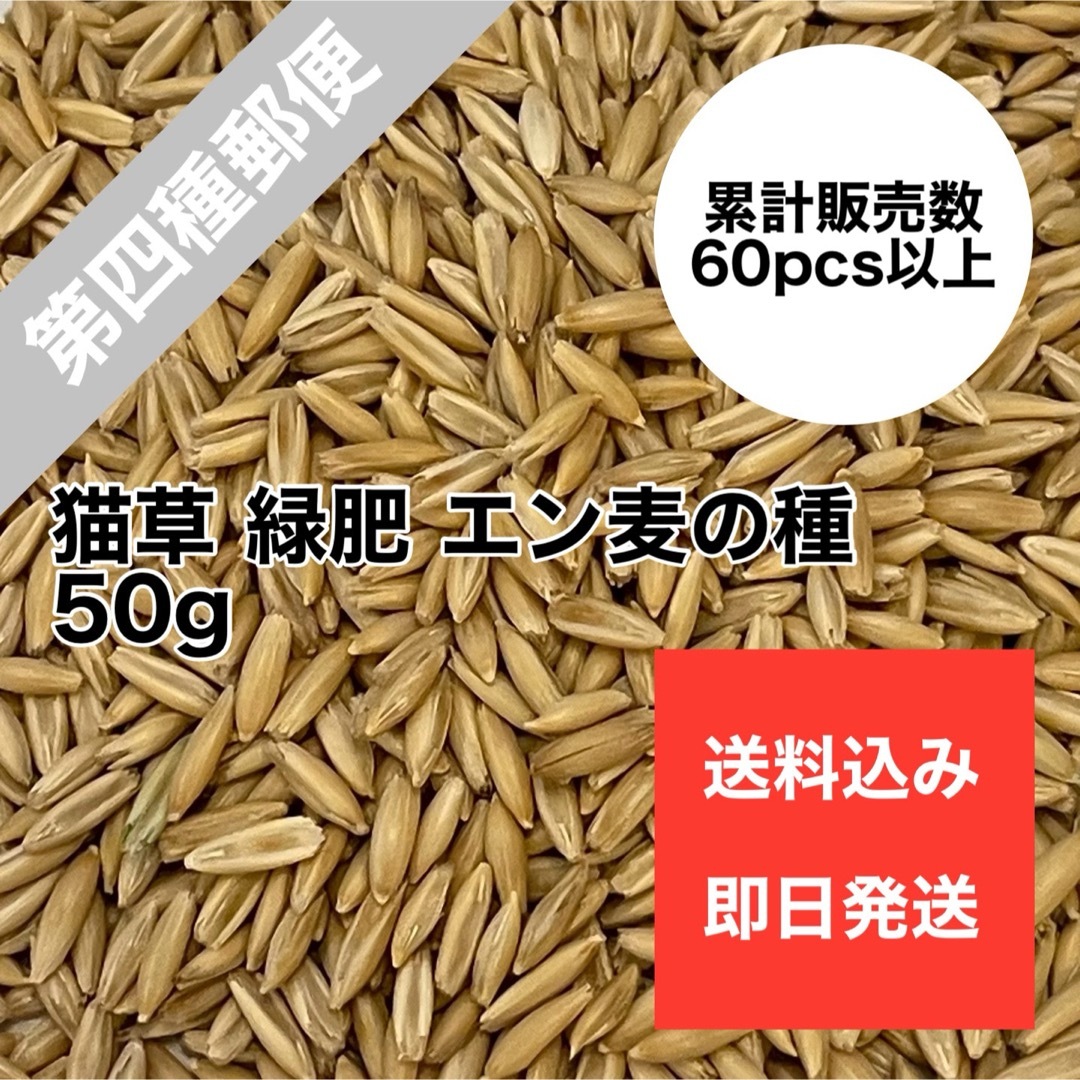 猫草 ネコ草 エン麦 種 植物 毛玉ケア 緑肥 50g その他のペット用品(猫)の商品写真