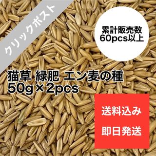 猫草 ネコ草 エン麦 種 植物 毛玉ケア 緑肥 50g×2pcs(猫)