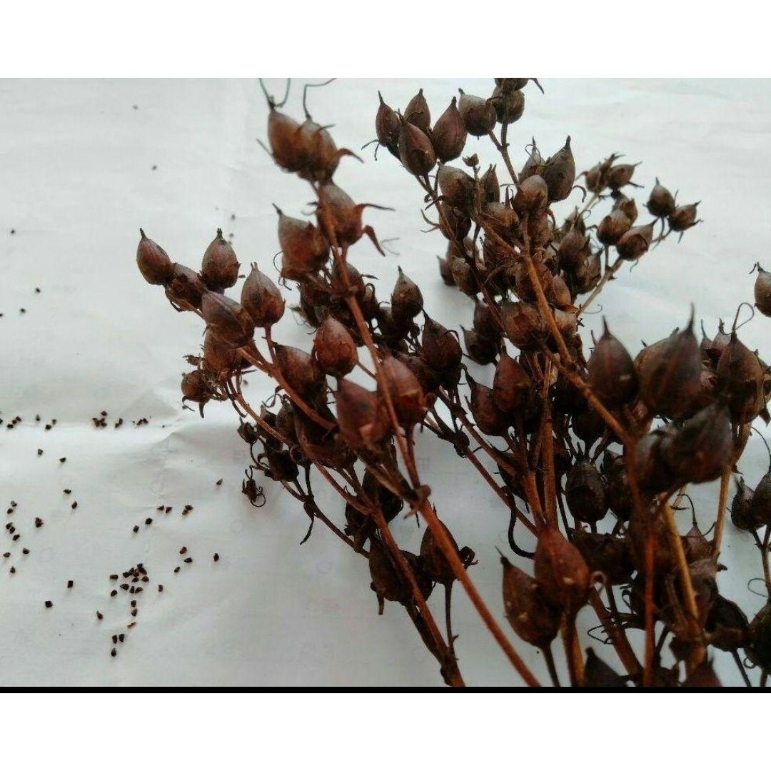 ペンステモンハスカーレッド  種300粒以上　宿根草 ハンドメイドのフラワー/ガーデン(その他)の商品写真