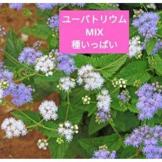 ユーパトリウムMIX種いっぱい　西洋フジバカマ(その他)