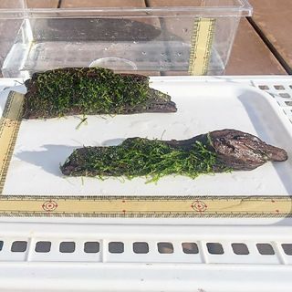 ウィローモス流木２個セット　水草　アクアリウム　レイアウト　匿名配送(アクアリウム)