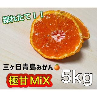 三ヶ日青島みかん　みかん　5kg  ミカン　蜜柑　三ヶ日みかん(フルーツ)