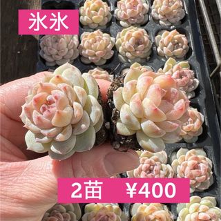 【2苗セット】エケベリア　氷氷　プラグ苗　抜き苗　多肉植物　丼　寄せ植え(その他)