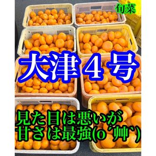 みかん 大津4号 8キロ以上　ご家庭用　在庫調整(フルーツ)